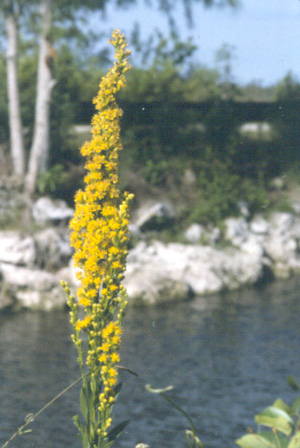 Solidago sempervirens