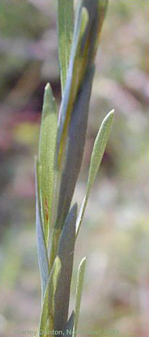 Solidago sempervirens