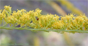 Solidago sempervirens