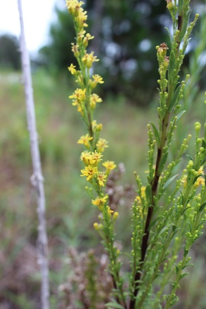 Solidago sempervirens