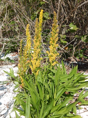 Solidago sempervirens