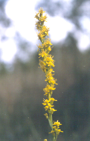 Solidago stricta