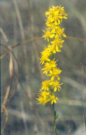 Solidago stricta