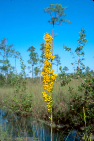 Solidago stricta