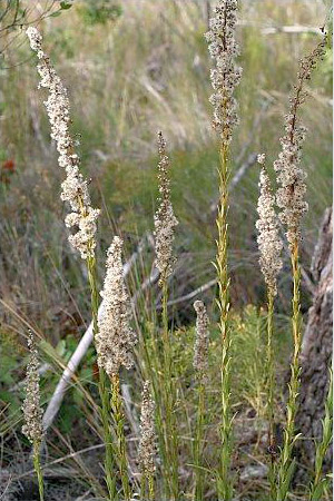 Solidago stricta