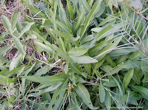 Solidago stricta