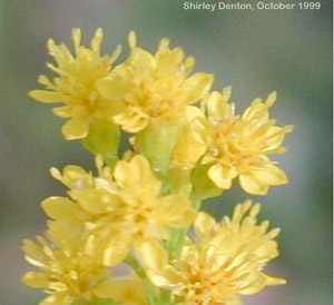 Solidago stricta