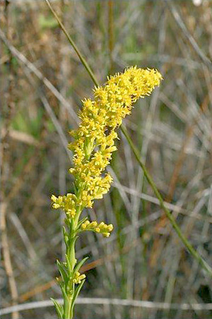 Solidago stricta