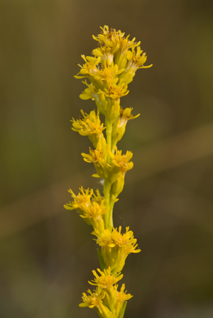 Solidago stricta