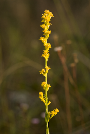 Solidago stricta