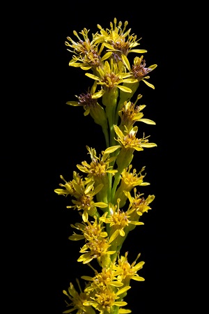 Solidago stricta