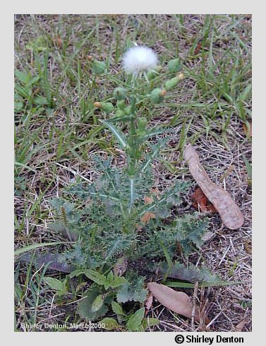 Sonchus asper