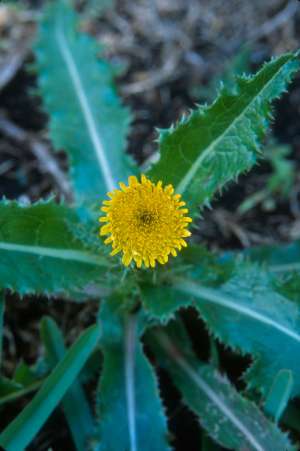 Sonchus oleraceus