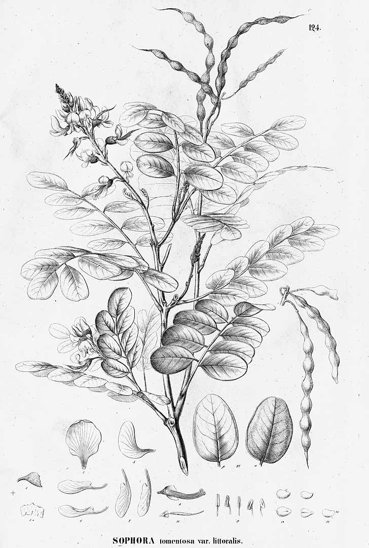 Sophora tomentosa