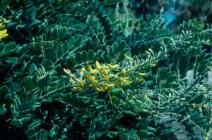 Sophora tomentosa