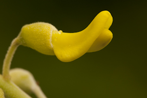 Sophora tomentosa