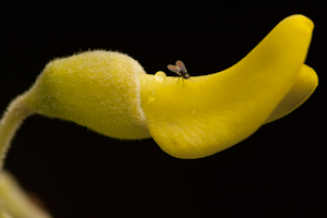 Sophora tomentosa