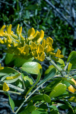 Sophora tomentosa