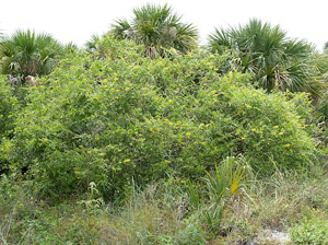 Sophora tomentosa