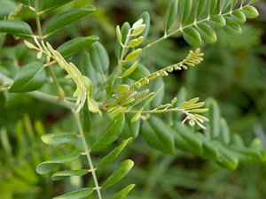 Sophora tomentosa