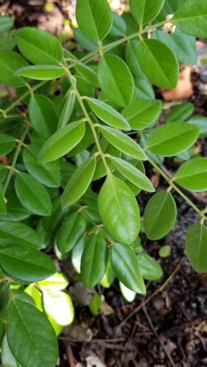 Sophora tomentosa