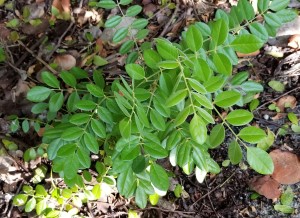 Sophora tomentosa