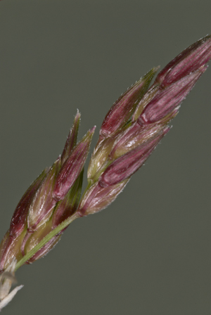 Sorghum arundinaceum