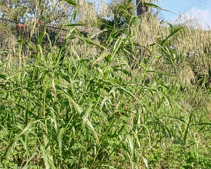 Sorghum halepense