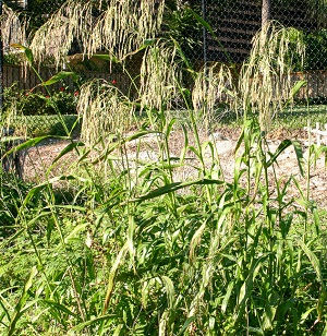 Sorghum halepense