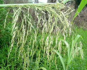 Sorghum halepense