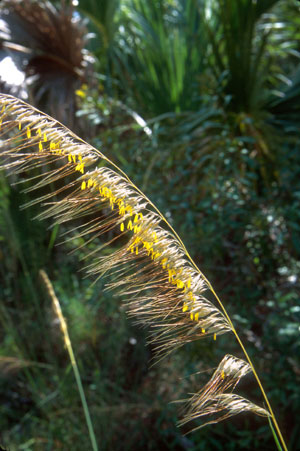 Sorghastrum secundum