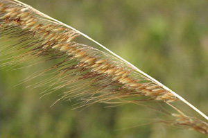 Sorghastrum secundum