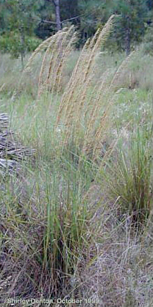 Sorghastrum secundum