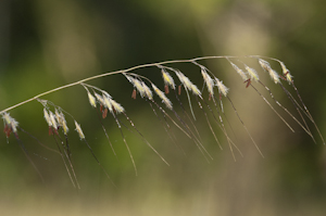 Sorghastrum secundum