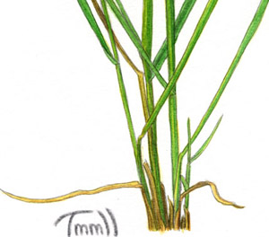 Spartina alterniflora