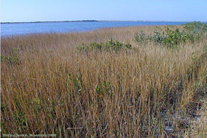 Spartina alterniflora