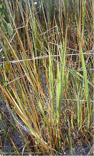 Spartina alterniflora