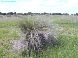 Spartina bakeri