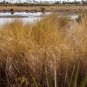 Spartina bakeri