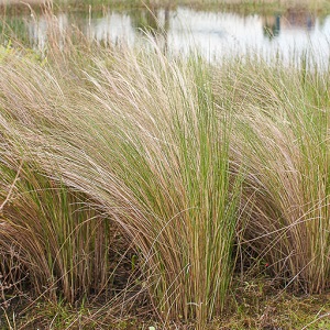 Spartina bakeri