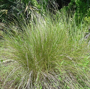 Spartina bakeri