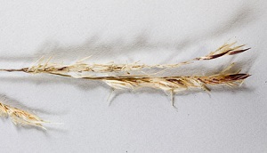 Spartina bakeri