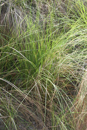 Spartina patens