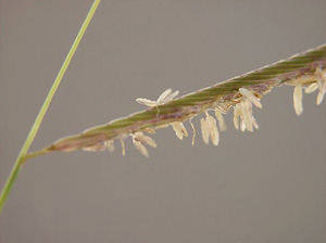 Spartina patens