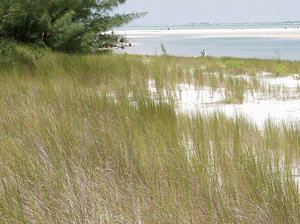 Spartina patens