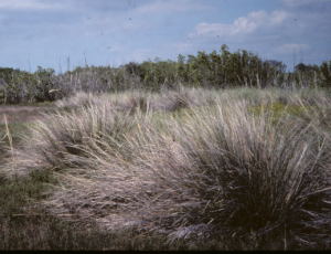 Spartina spartinae