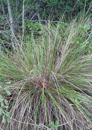 Spartina spartinae