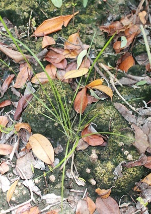 Spartina spartinae