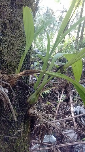 Spathoglottis plicata