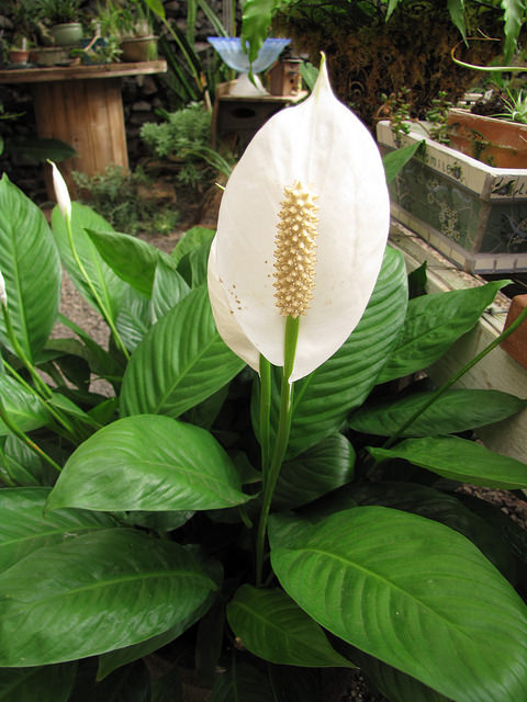 Spathiphyllum wallisii